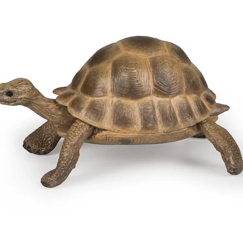 Tortue - Couleur Pastel Couleur Pastel inc